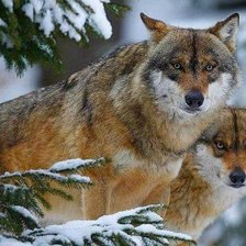 Оригинал схемы вышивки «дикие» (№2102662)