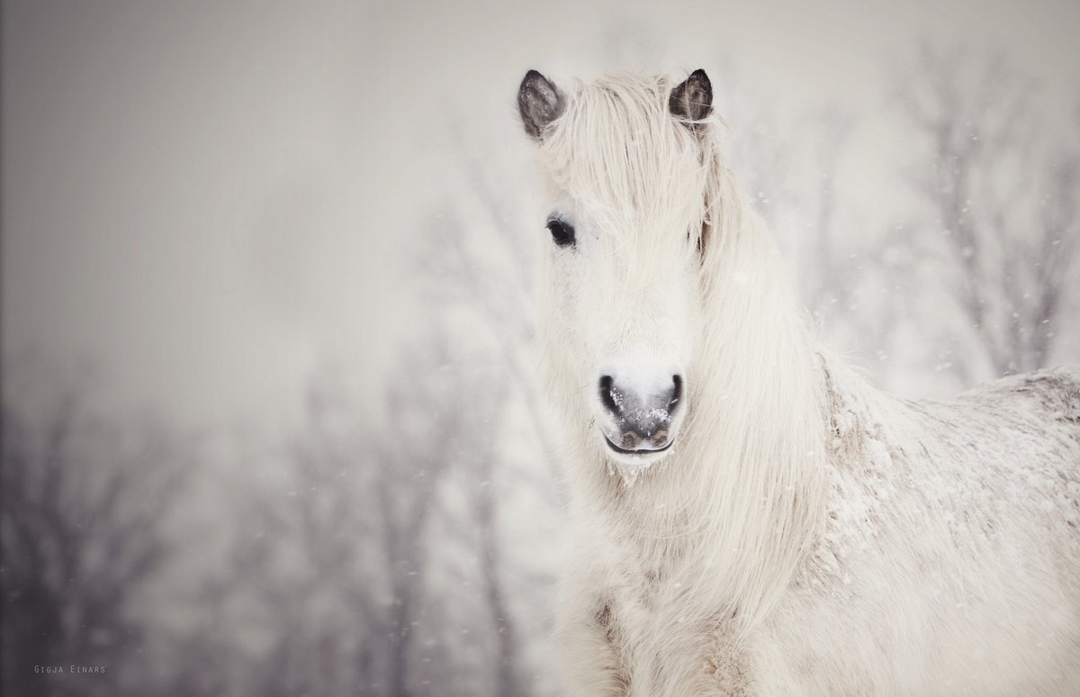 Лошадь - зима, лошадь, белая лошадь - оригинал