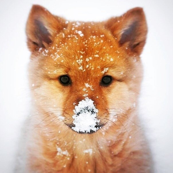 Лисенок - лисенок, зима - оригинал