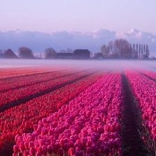 Тюльпановое поле