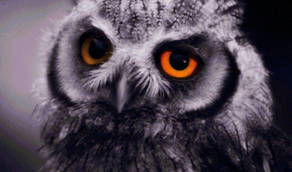 Сова - птица, сова - предпросмотр