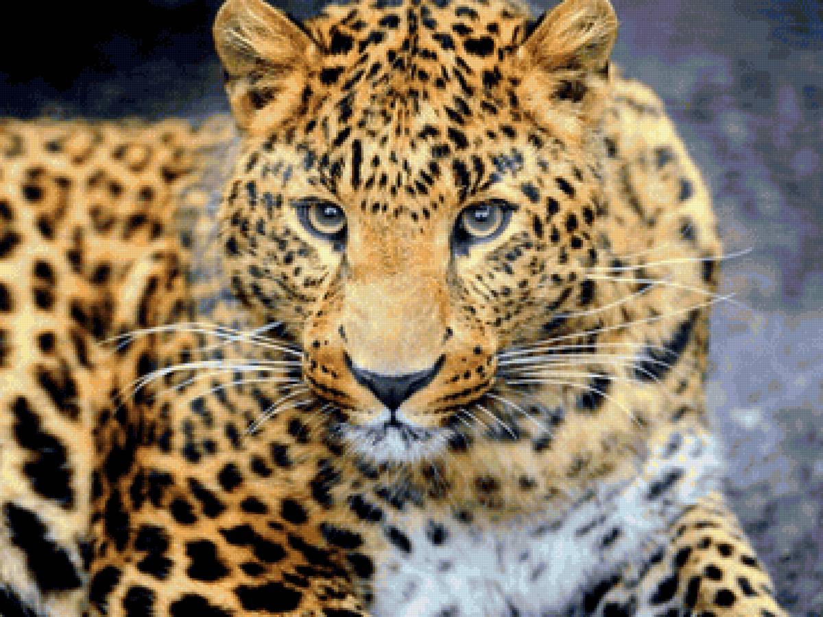 Котик - хищник - предпросмотр