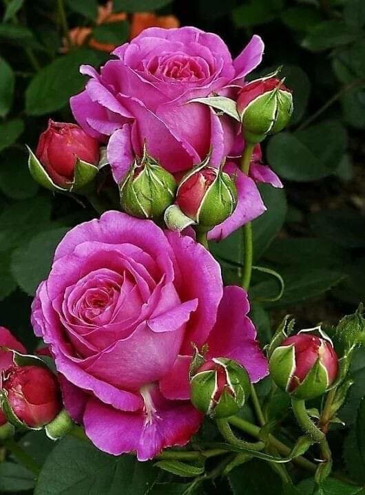 цветы - оригинал