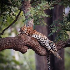 Схема вышивки «Сон на дереве»