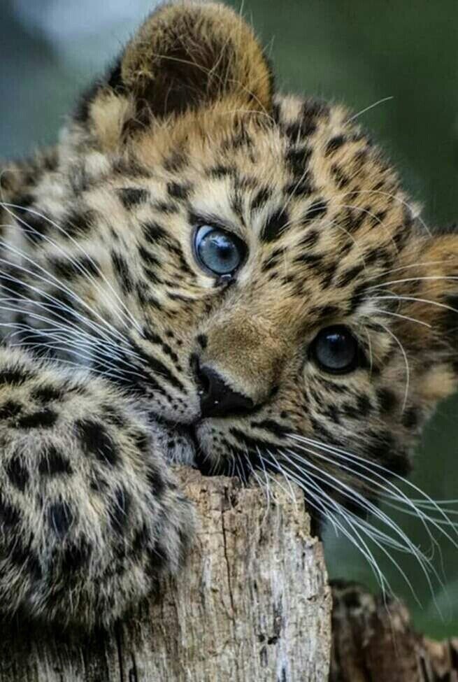 Детеныш - оригинал