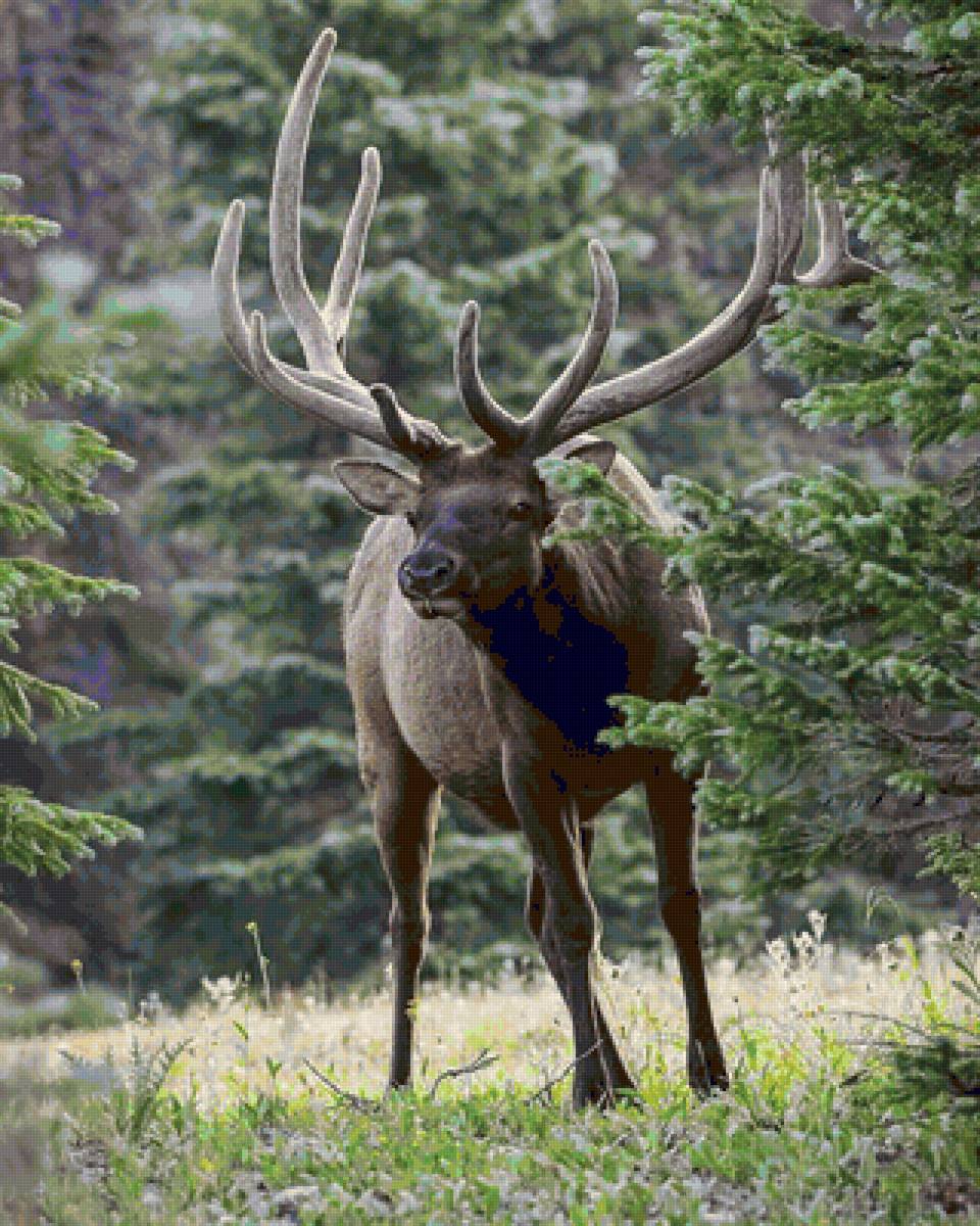 Рогатый - предпросмотр