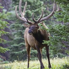 Схема вышивки «Рогатый»