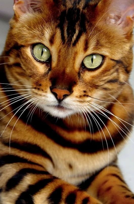 Котик благородных кровей - оригинал