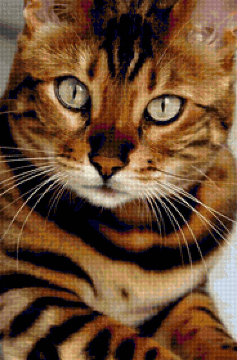 Котик благородных кровей - предпросмотр