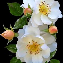 Схема вышивки «Шиповник»