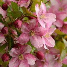 Схема вышивки «Цветы»