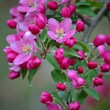 Схема вышивки «Цветы 2»