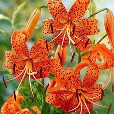 Схема вышивки «Лилии»