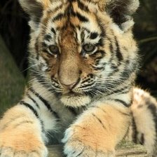 Схема вышивки «Тигренок»