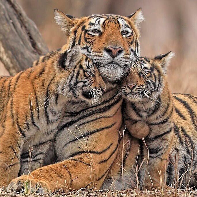 Тигриная идилия - оригинал