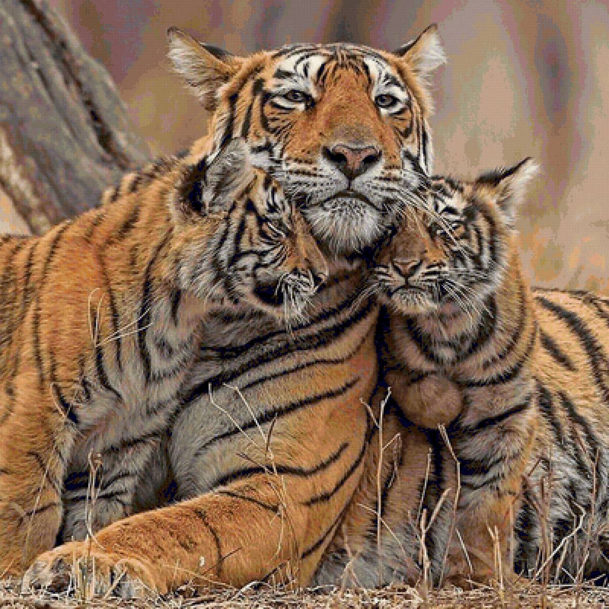 Тигриная идилия - предпросмотр