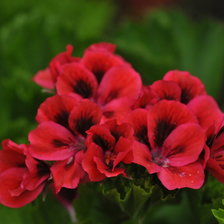 Схема вышивки «Malvão»