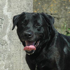 Схема вышивки «Max»