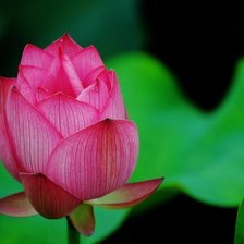 Схема вышивки «водяная лилия»