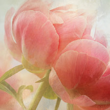 Схема вышивки «Пионы»