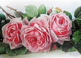 Прекрасные розы Лонгре-2 - триптих, парные картины, диптих - оригинал