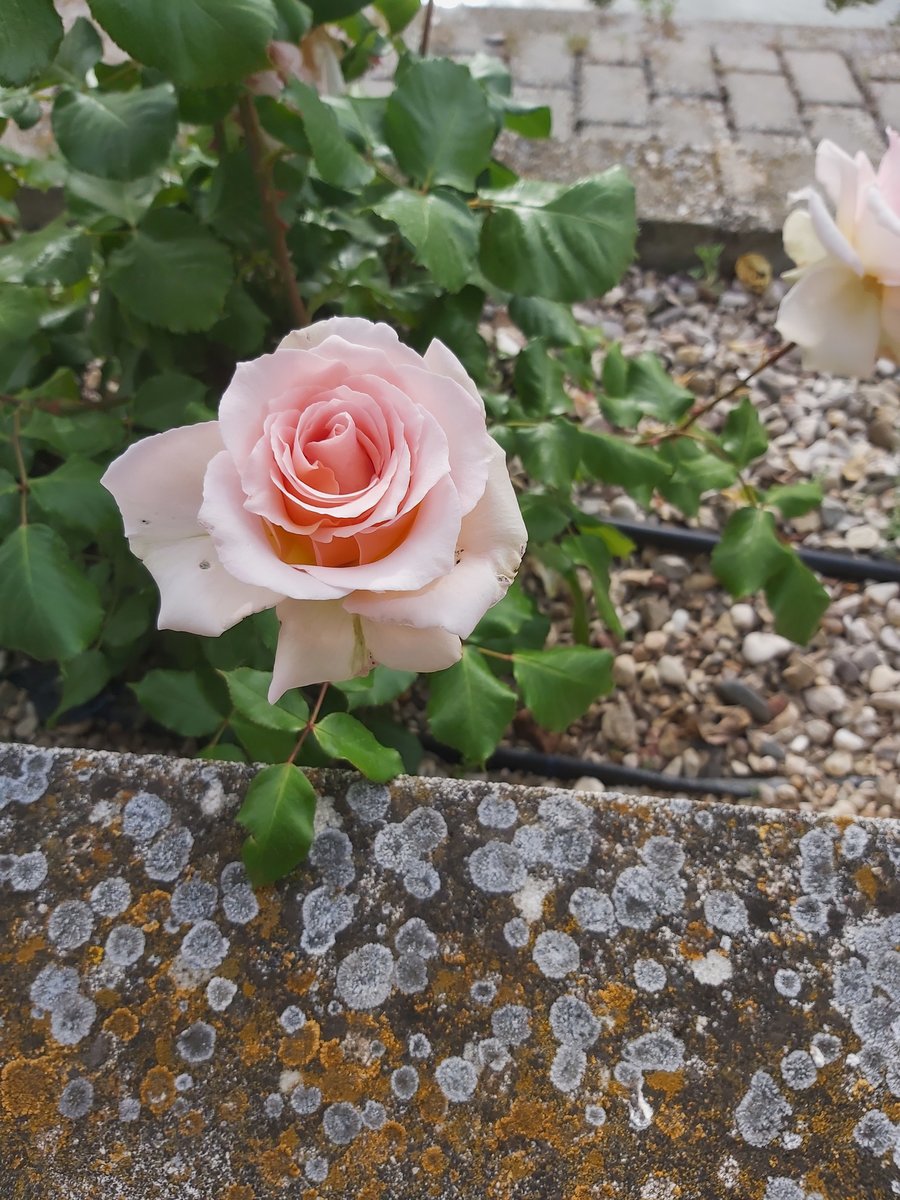 Rosa gallarda 01 - оригинал