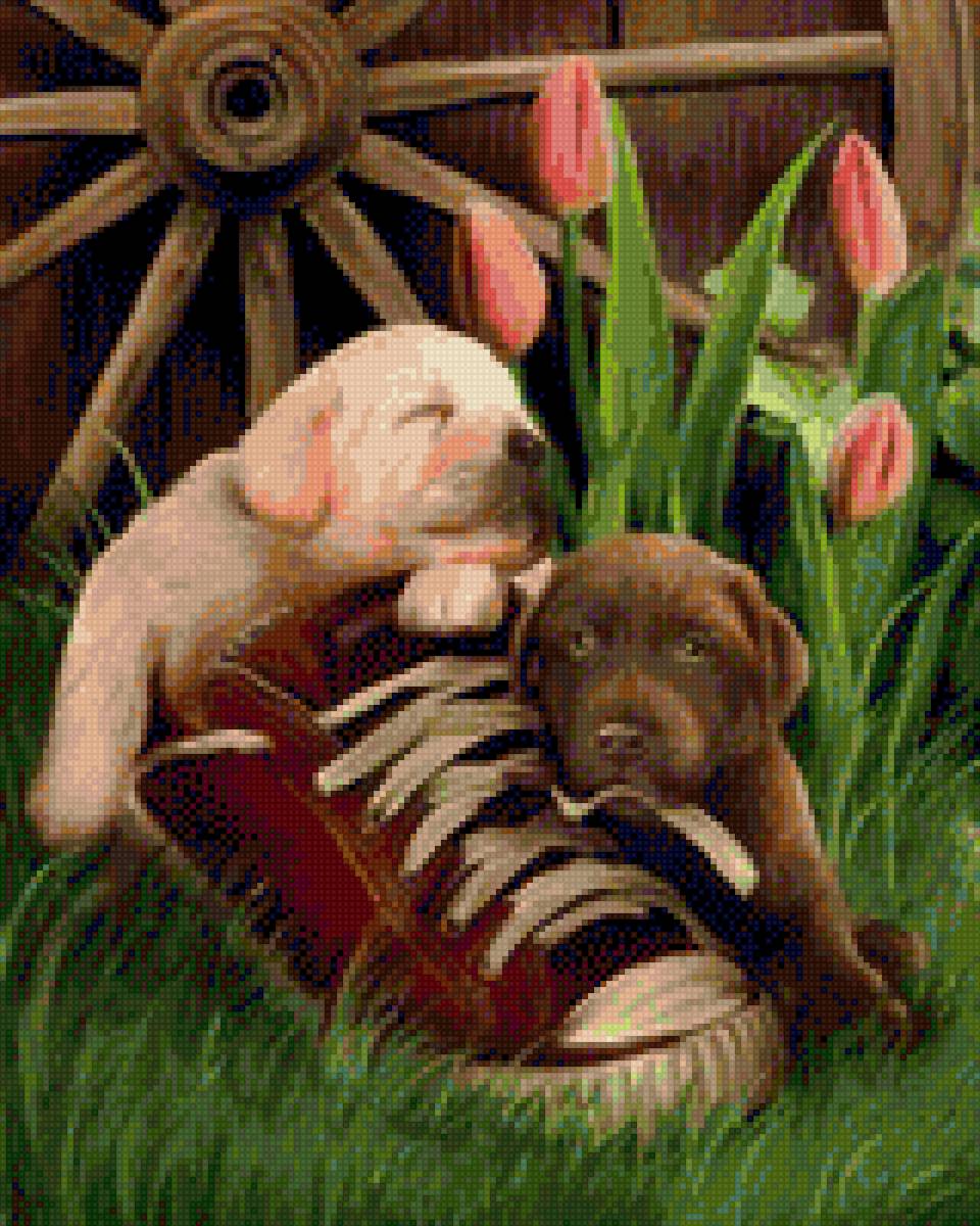 amigos - предпросмотр