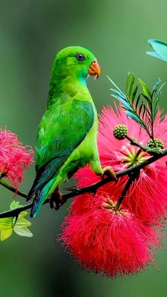 птицы - папуга - оригинал