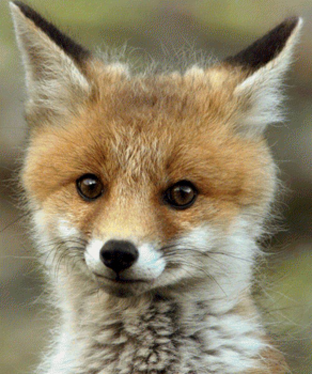 Лисёнок - предпросмотр