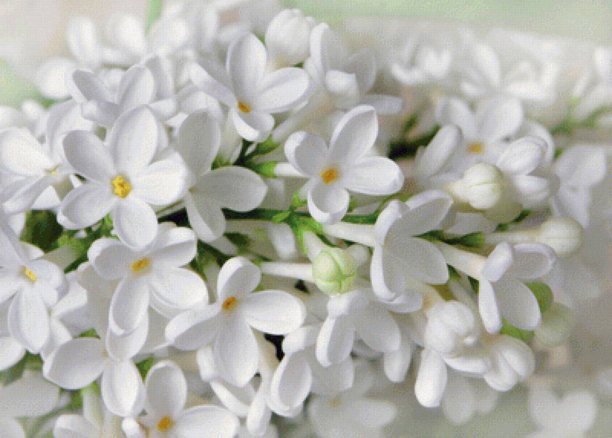 Белая сирень - весна, сирень, белая, цветы - предпросмотр