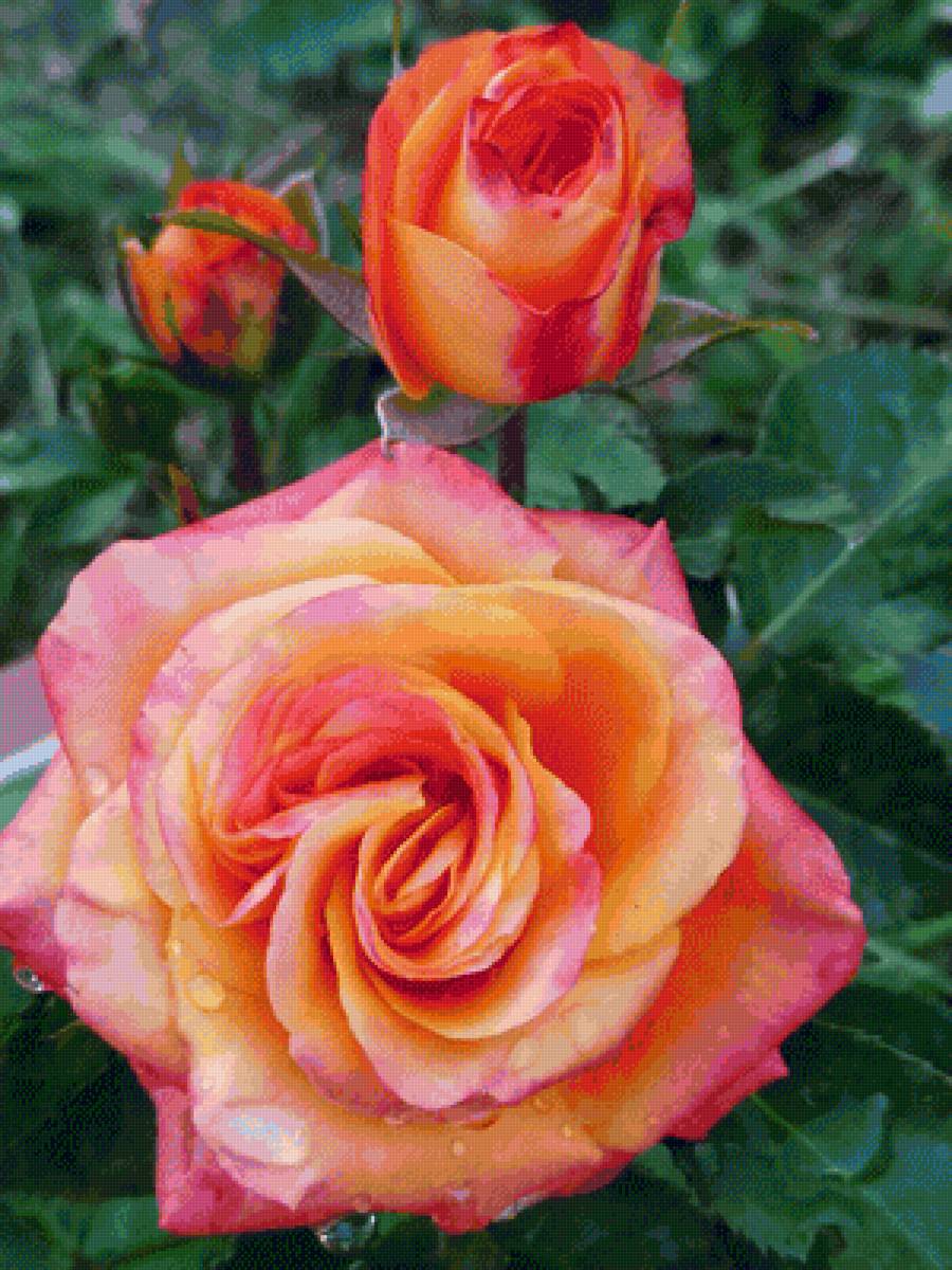 Моя роза - предпросмотр