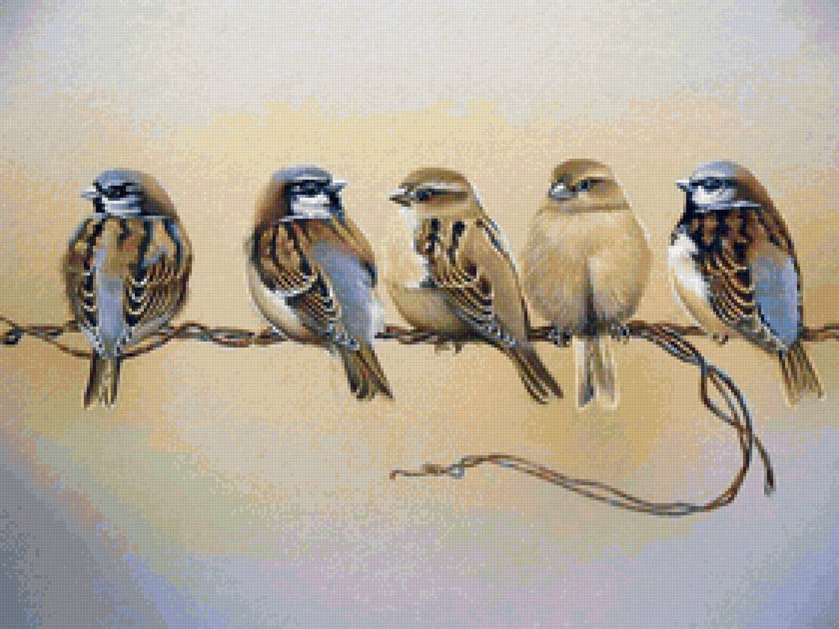 Воробышки - воробьи, птицы - предпросмотр