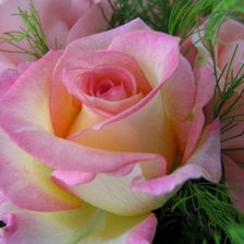 Схема вышивки «Роза»