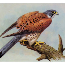 Схема вышивки «№2108654»