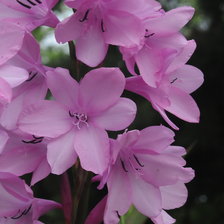 Схема вышивки «azaléas rosa»