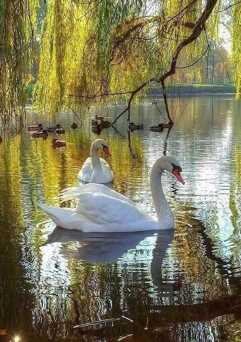 Лебеди - лебеди озеро ивы - оригинал