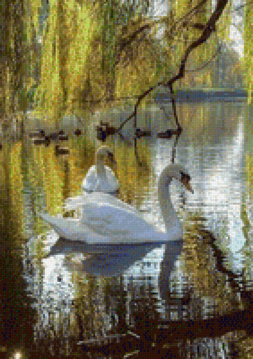 Лебеди - лебеди озеро ивы - предпросмотр