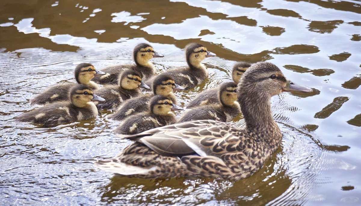 Уточка с выводком - уточка утята вода озеро - оригинал