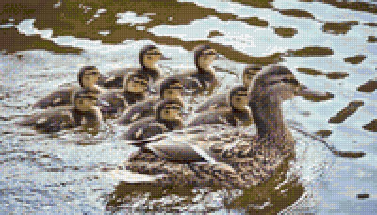 Уточка с выводком - уточка утята вода озеро - предпросмотр