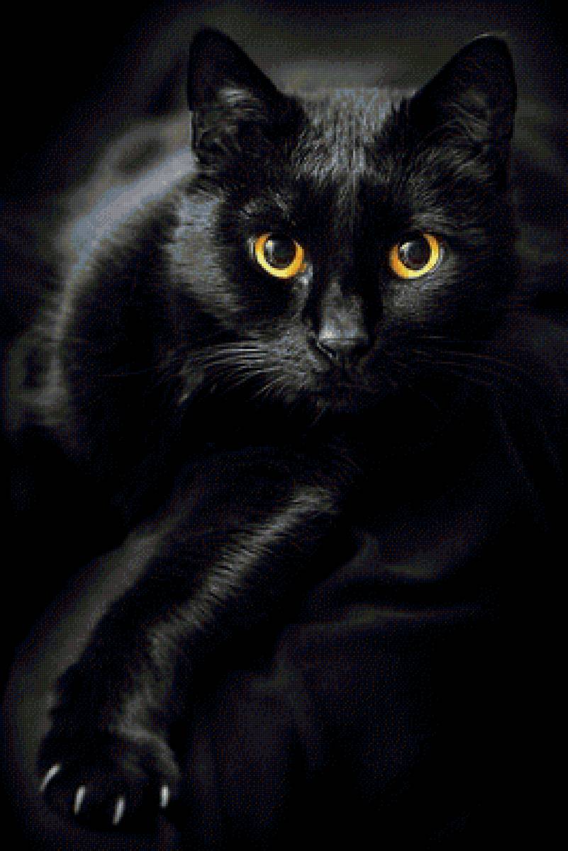 Черная кошка - предпросмотр