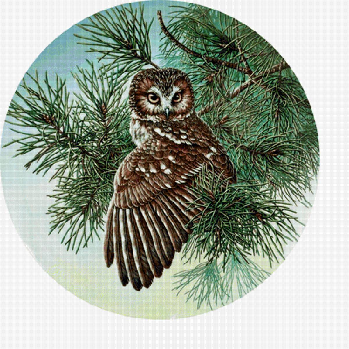 Серия "Птицы". Совы - совы, птицы, фауна - предпросмотр