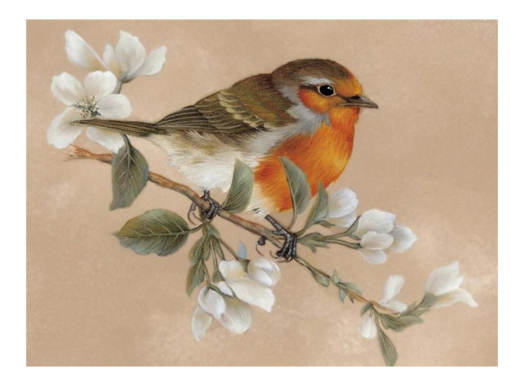 Птица. - живопись., птицы - оригинал