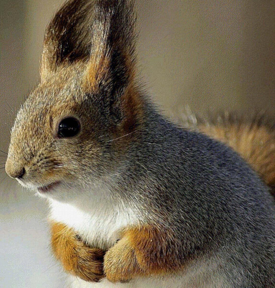 Белочка - предпросмотр