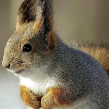 Схема вышивки «Белочка»