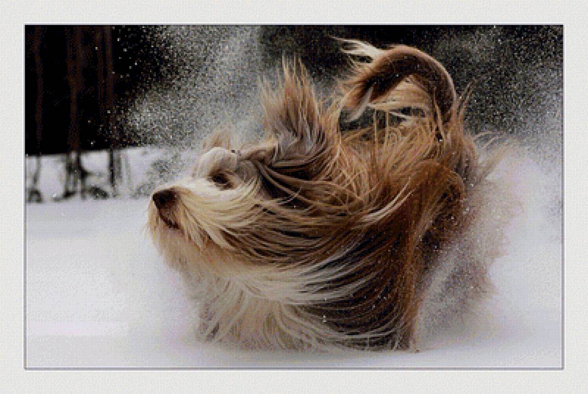 №2110079 - животные, собаки - предпросмотр