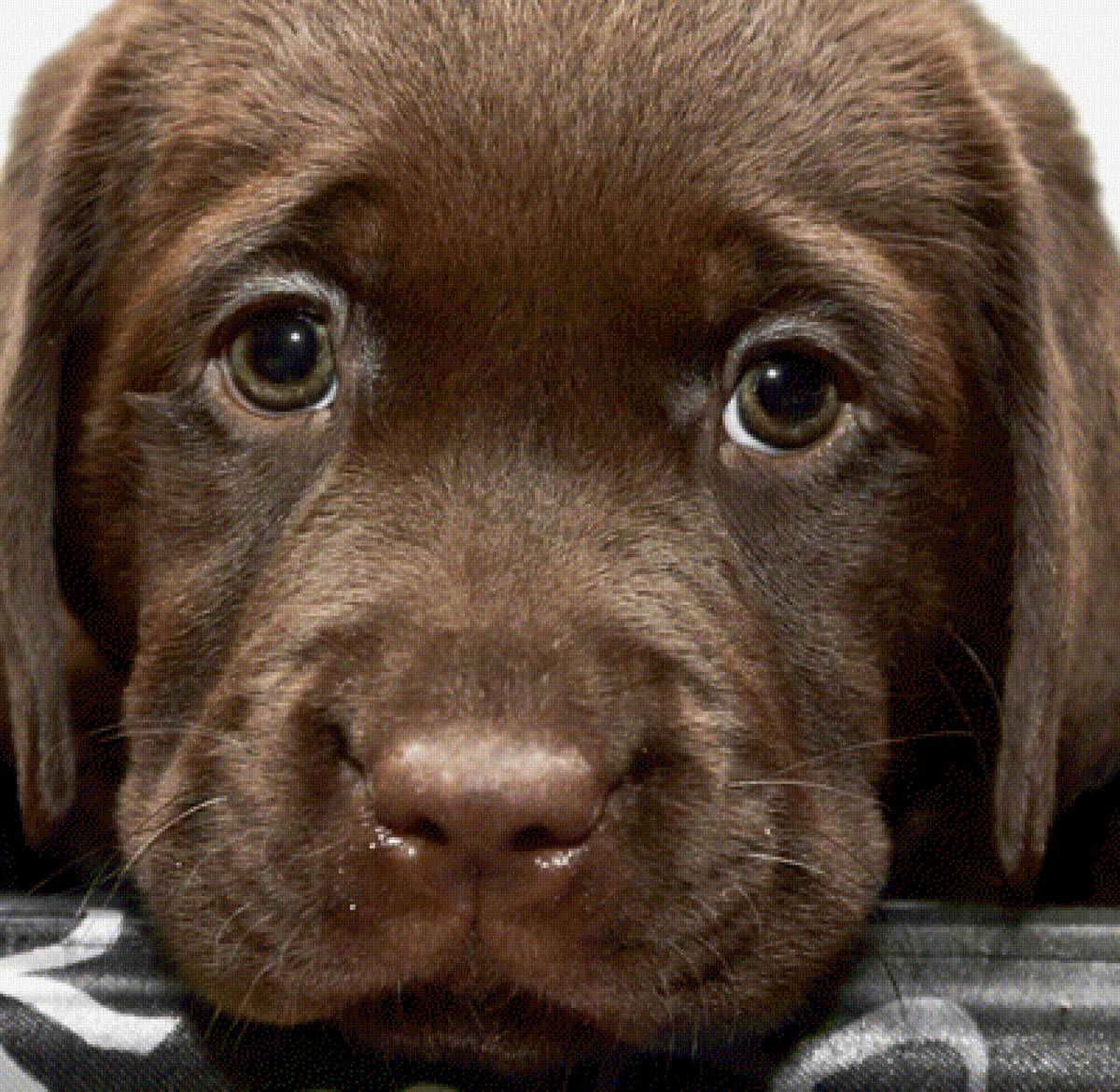 Лабрадор - предпросмотр