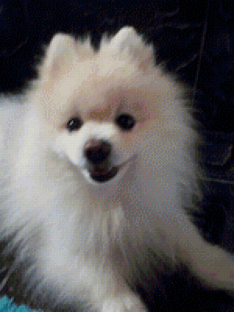 Шпиц - предпросмотр