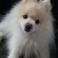 Схема вышивки «Балу 3»