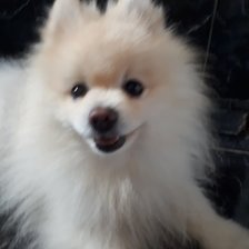 Схема вышивки «Балу 4»