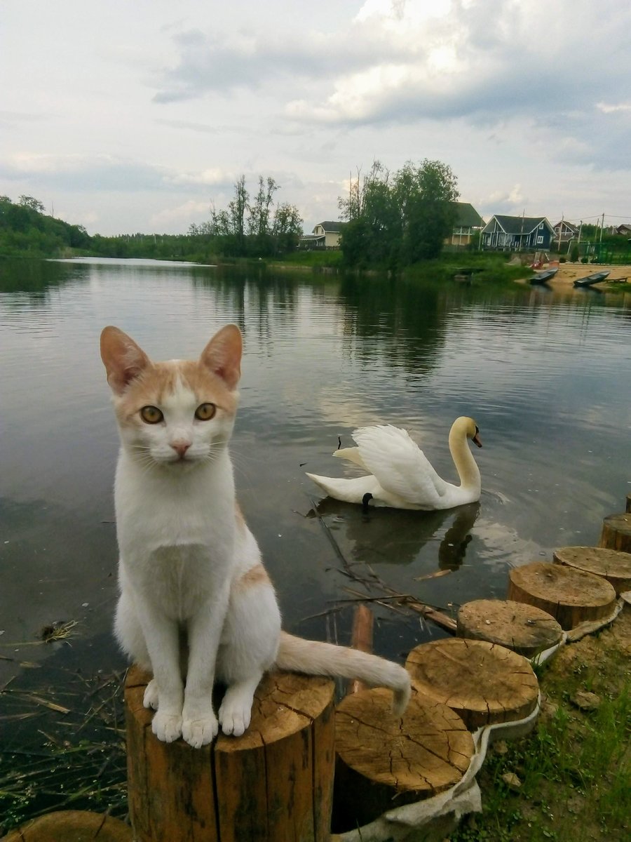 кот - оригинал